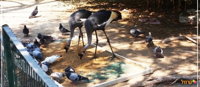 הפארקים השווים לחגיגת יום הולדת