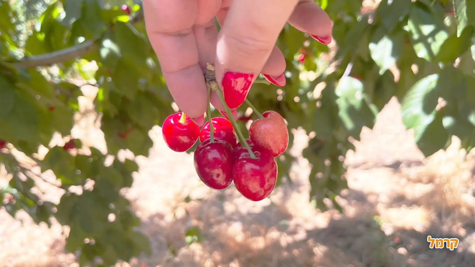 המדריך המלא לקטיף עצמי בישראל לשנת 2025 - כל מה ששווה לדעת המדריך המלא לקטיף עצמי בישראל לשנת 2025 - כל מה ששווה לדעת