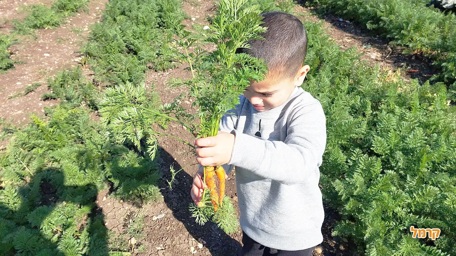 המדריך המלא לקטיף עצמי בישראל לשנת 2025 - כל מה ששווה לדעת המדריך המלא לקטיף עצמי בישראל לשנת 2025 - כל מה ששווה לדעת