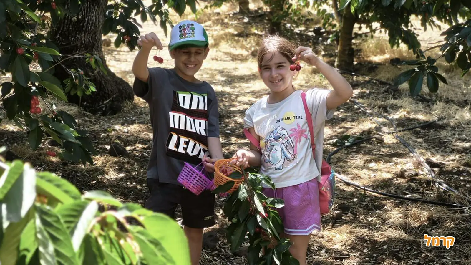 המדריך המלא לקטיף עצמי בישראל לשנת 2025 - כל מה ששווה לדעת המדריך המלא לקטיף עצמי בישראל לשנת 2025 - כל מה ששווה לדעת