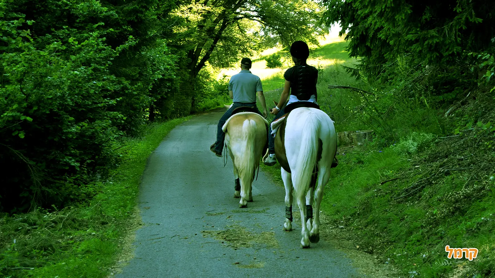 רכיבה על סוסים לילדים: חוויה מעצימה ובטוחה בחיק הטבע