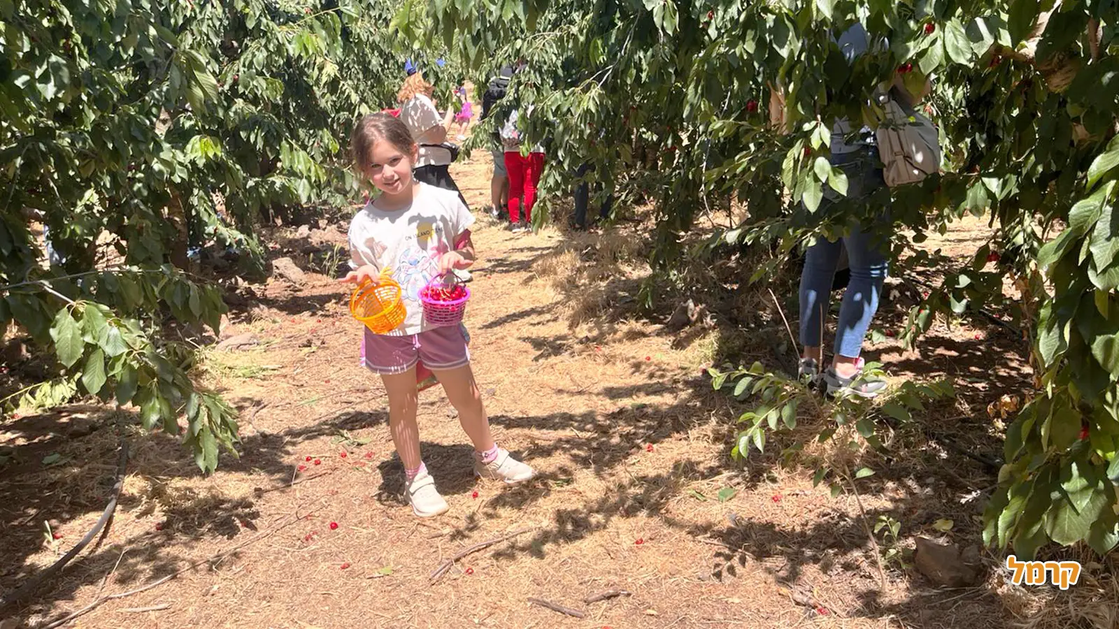 המדריך המלא לקטיף עצמי בישראל לשנת 2025 - כל מה ששווה לדעת המדריך המלא לקטיף עצמי בישראל לשנת 2025 - כל מה ששווה לדעת