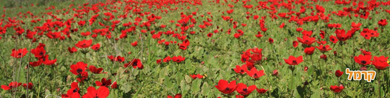 פארקים לילדים בדרום פארקים לילדים בדרום