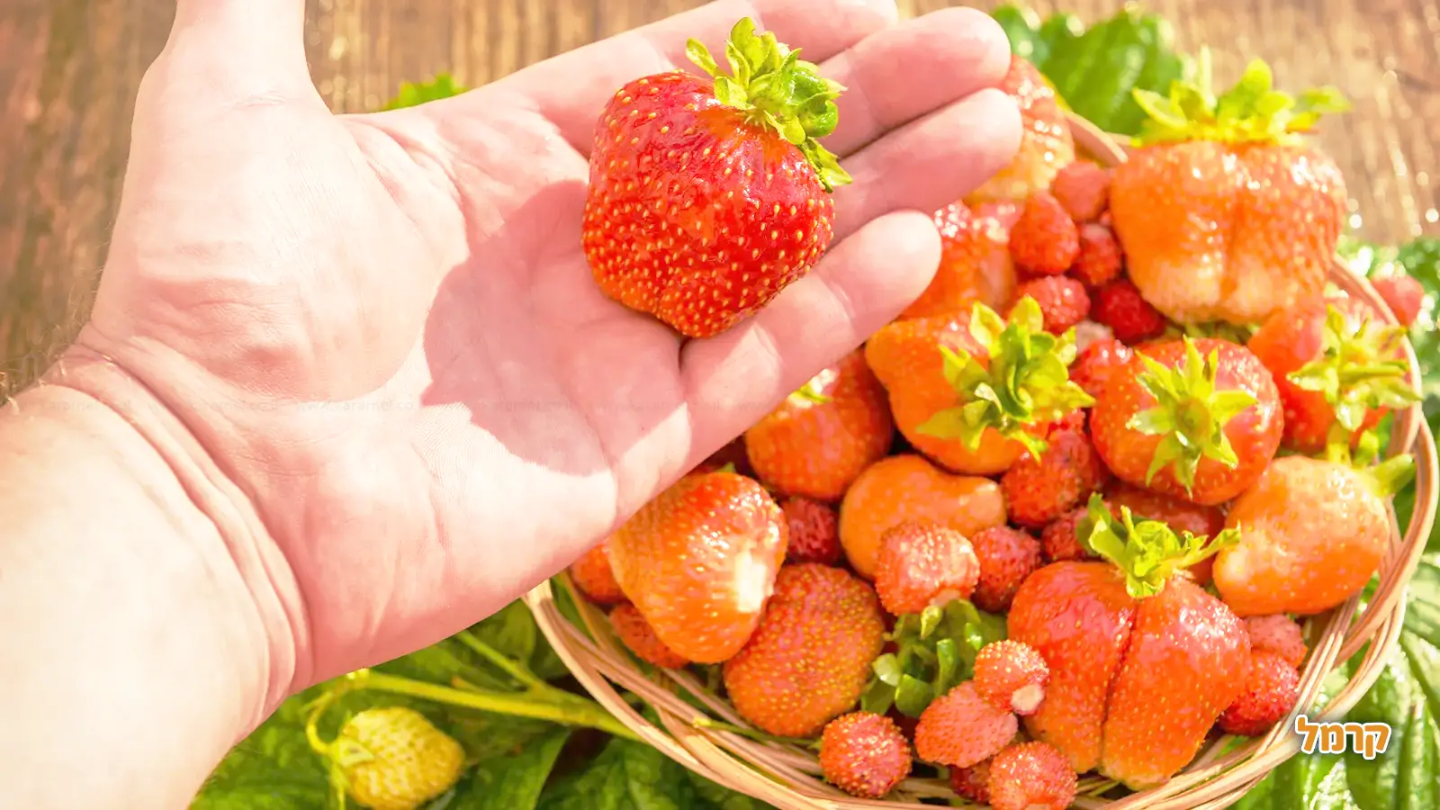 המדריך המלא לקטיף עצמי בישראל לשנת 2025 - כל מה ששווה לדעת המדריך המלא לקטיף עצמי בישראל לשנת 2025 - כל מה ששווה לדעת