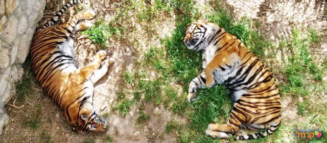 מבחר אטרקציות מהנות ומוצלחות בירושלים שמתאימות לילדים מבחר אטרקציות מהנות ומוצלחות בירושלים שמתאימות לילדים