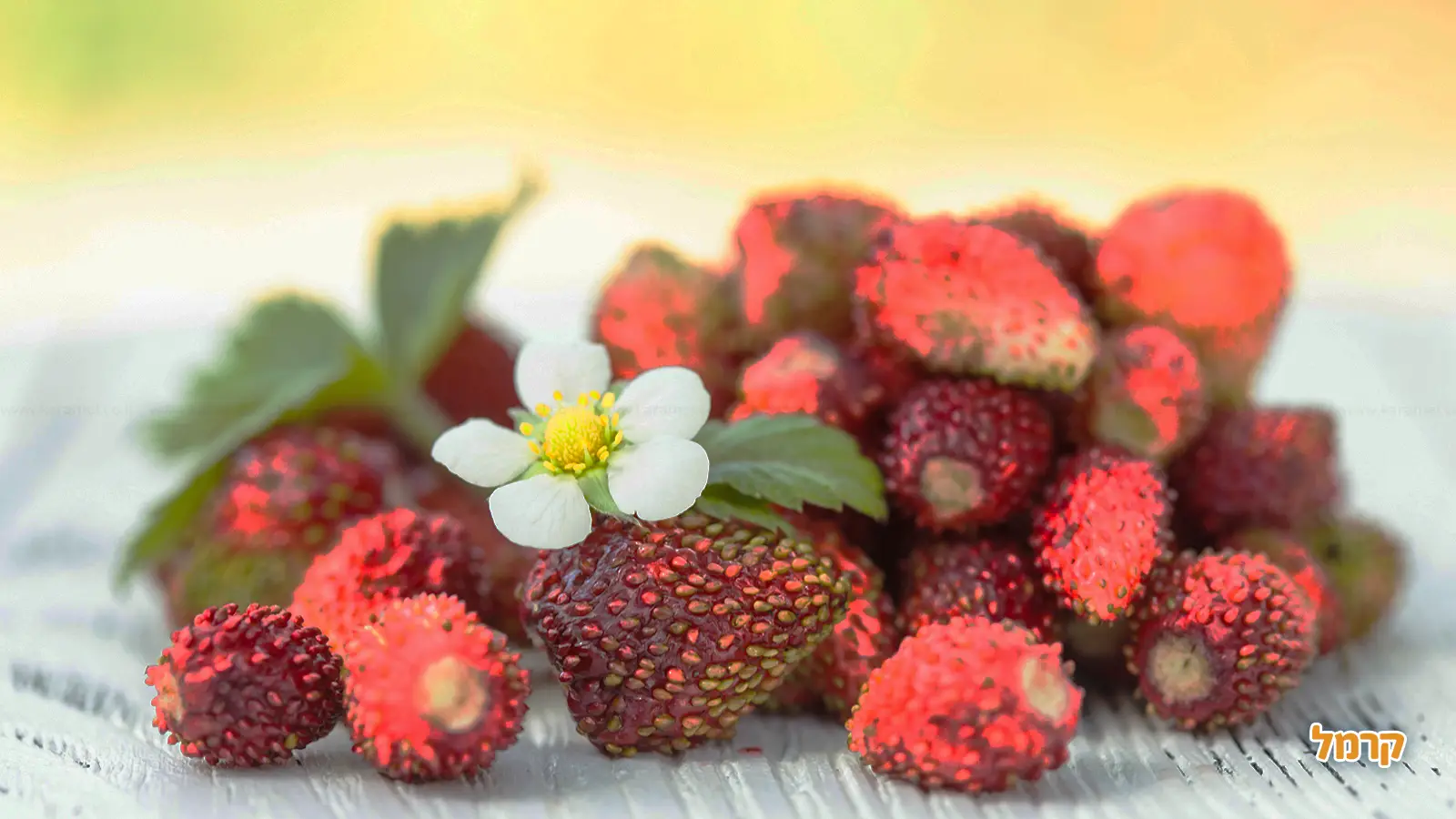תותים – כל מה שרציתם לדעת עליהם תותים – כל מה שרציתם לדעת עליהם