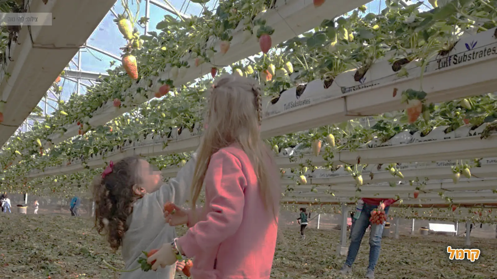 תותים – כל מה שרציתם לדעת עליהם תותים – כל מה שרציתם לדעת עליהם