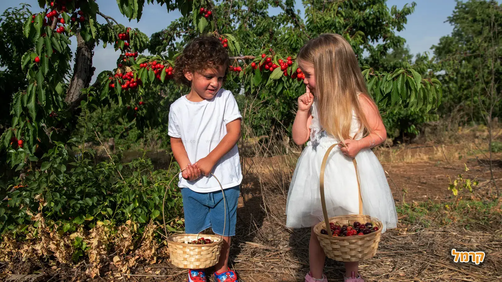 אוהבים דובדבנים? כל מה שרציתם לדעת על הקטיף, ולא שאלתם.