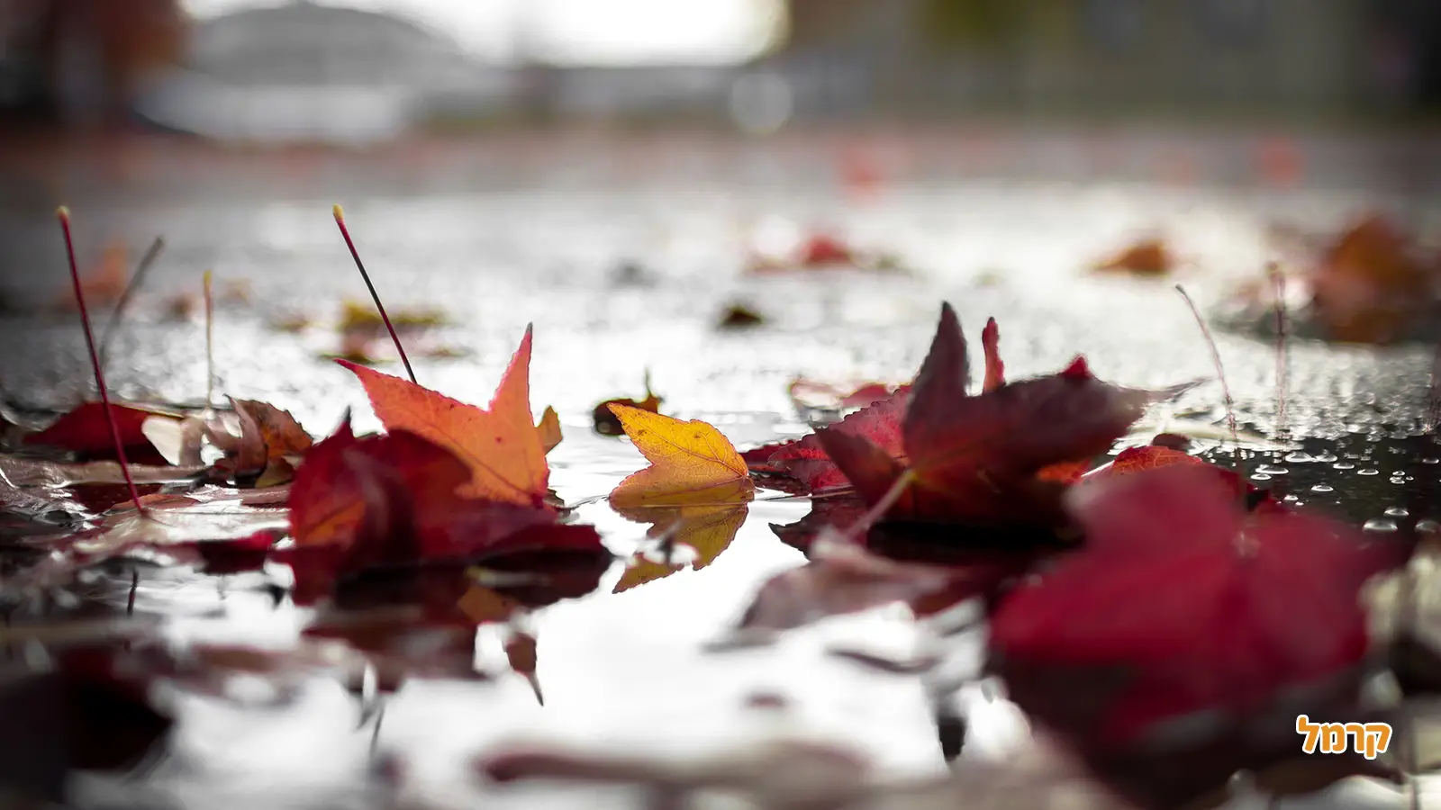 טיול ליד רחובות טיול ליד רחובות