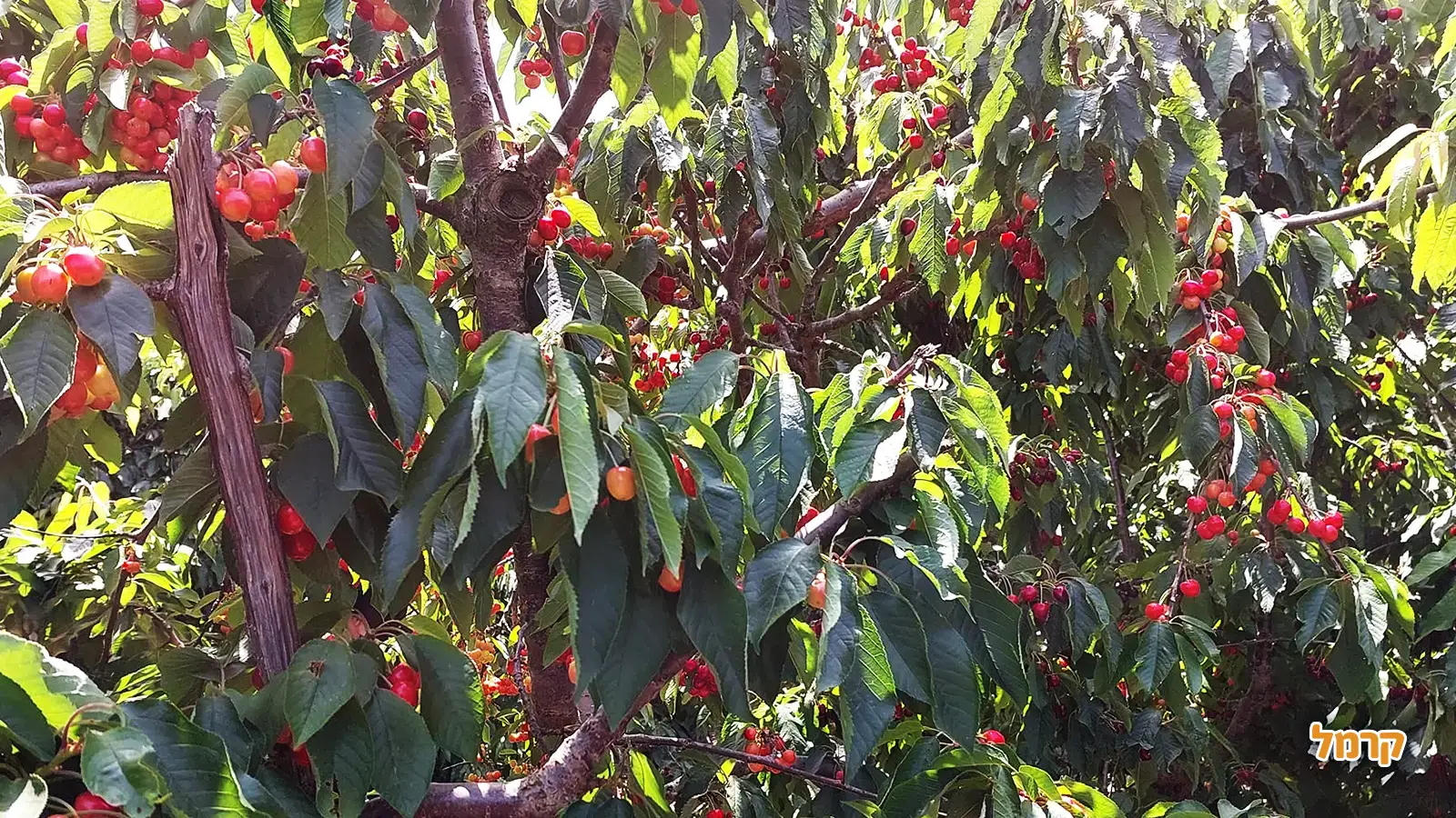 אוהבים דובדבנים? כל מה שרציתם לדעת על הקטיף, ולא שאלתם.