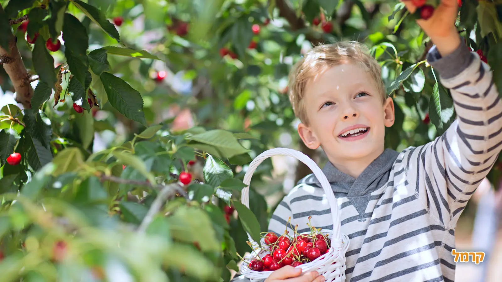 אוהבים דובדבנים? כל מה שרציתם לדעת על הקטיף, ולא שאלתם.