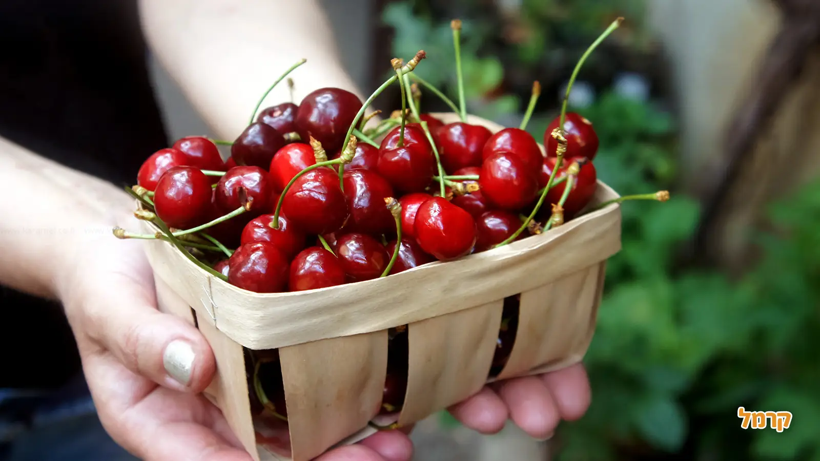 אוהבים דובדבנים? כל מה שרציתם לדעת על הקטיף, ולא שאלתם.