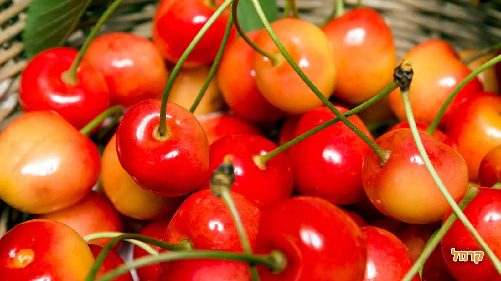 אוהבים דובדבנים? כל מה שרציתם לדעת על הקטיף, ולא שאלתם.