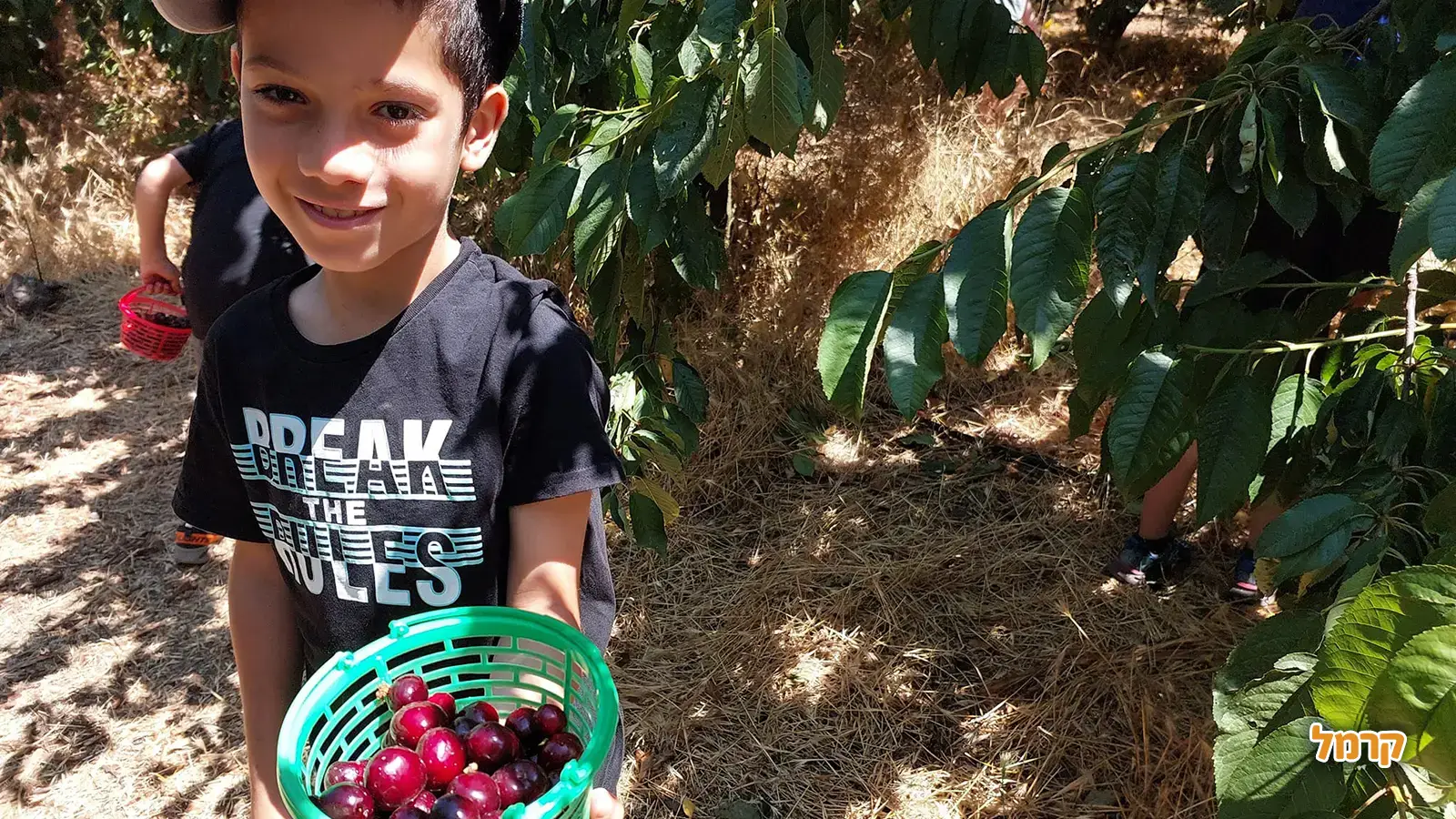 אוהבים דובדבנים? כל מה שרציתם לדעת על הקטיף, ולא שאלתם.