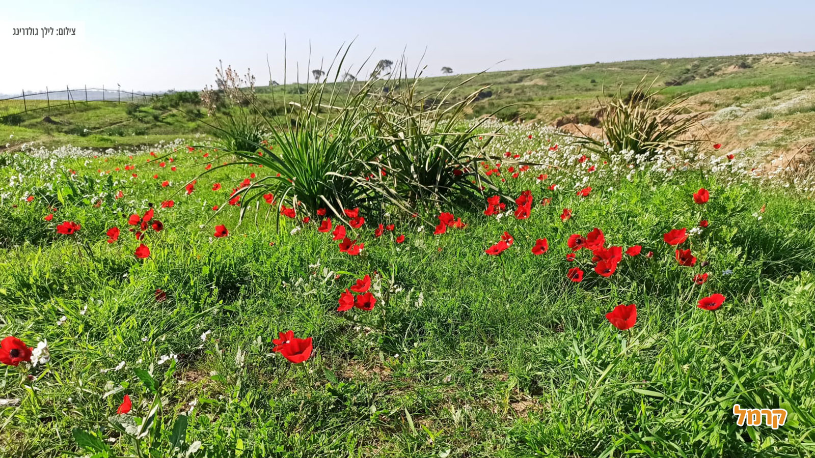 איפה מטיילים עם הילדים בחופש הגדול? איפה מטיילים עם הילדים בחופש הגדול?