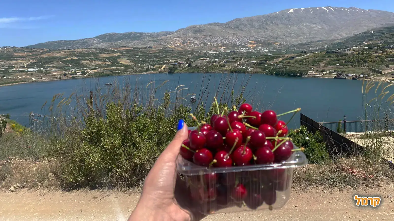 אוהבים דובדבנים? כל מה שרציתם לדעת על הקטיף, ולא שאלתם.