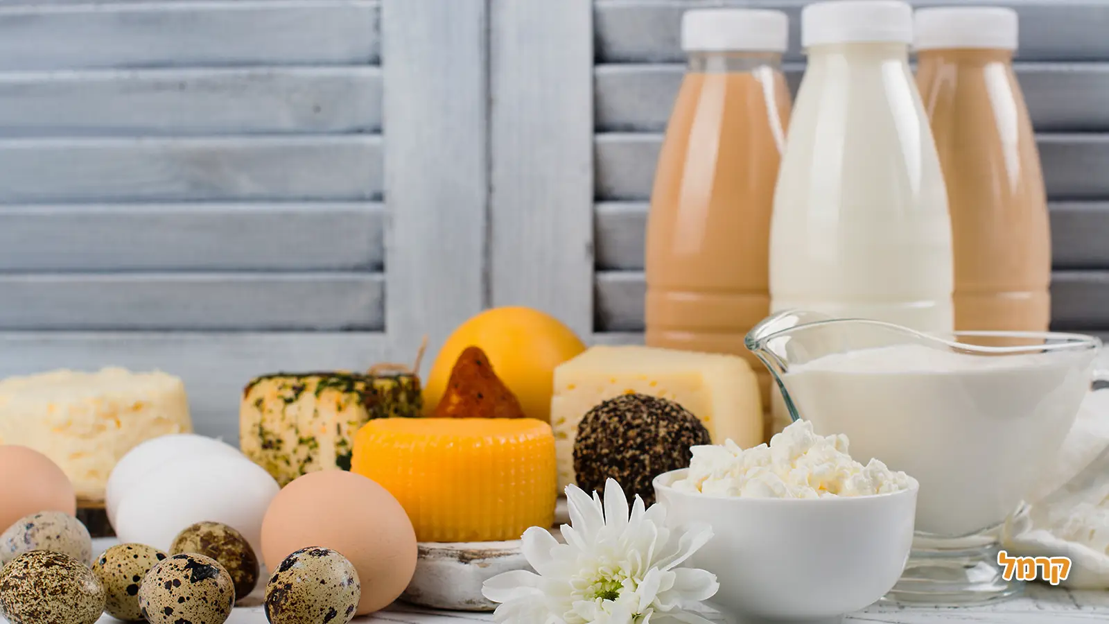 עגלות קפה בצפון