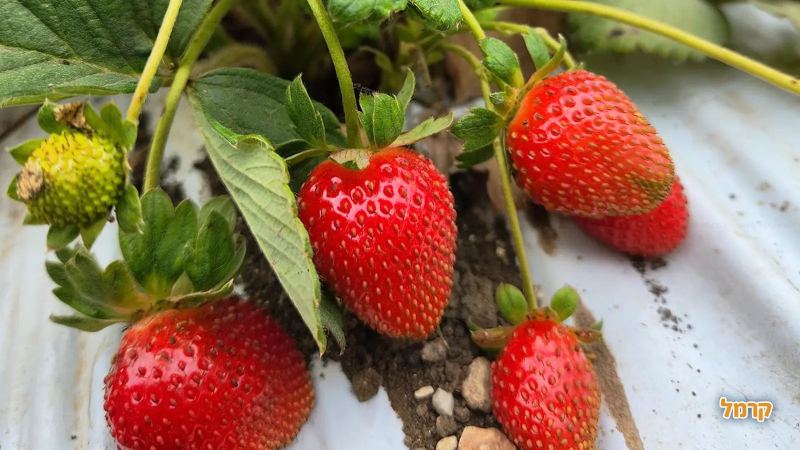 החיים שלנו תותים: 5 מתכונים שווים עם תותים