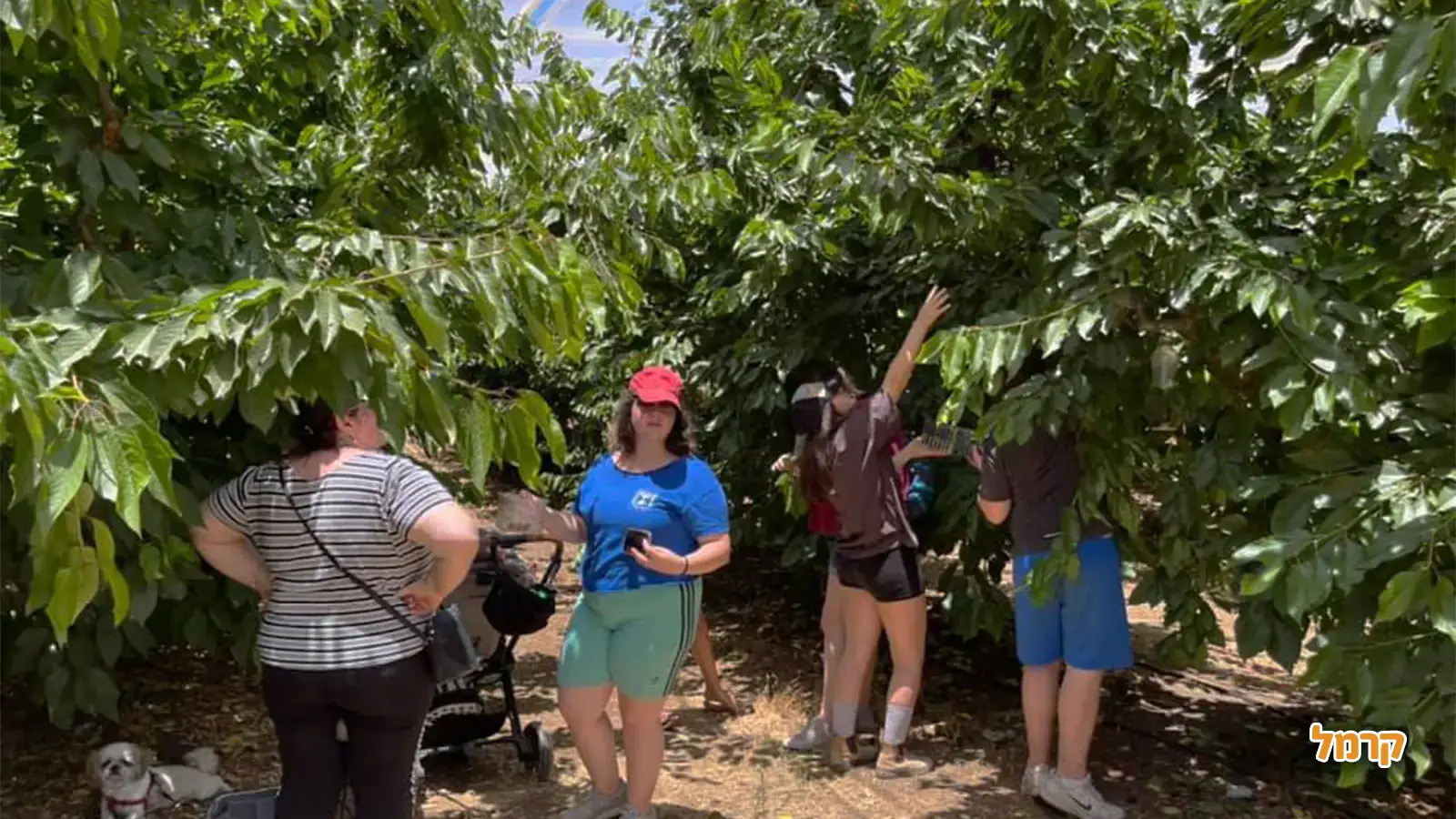 אוהבים דובדבנים? כל מה שרציתם לדעת על הקטיף, ולא שאלתם.