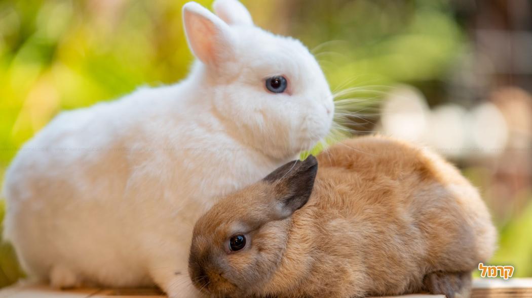 5 האטרקציות המומלצות בצפון לבילוי עם הילדים 5 האטרקציות המומלצות בצפון לבילוי עם הילדים