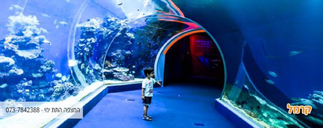 מבחר אפשרויות של אטרקציות מדליקות באילת לבילוי בחופשה עם הילדים מבחר אפשרויות של אטרקציות מדליקות באילת לבילוי בחופשה עם הילדים