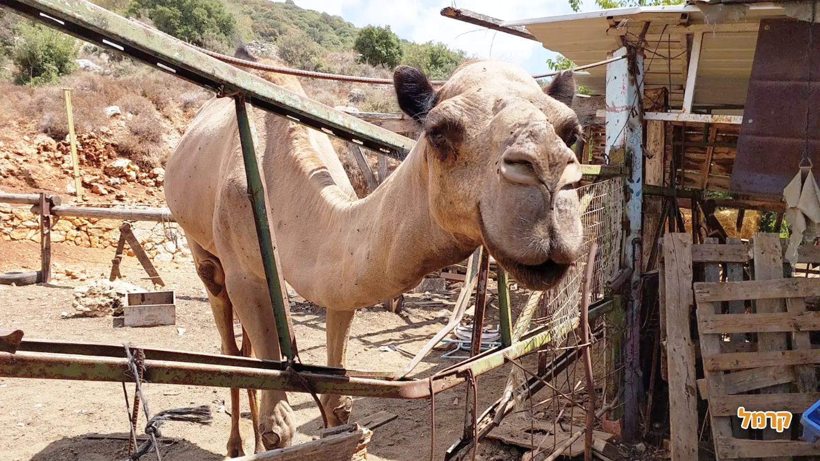 אירועי חנוכה 2025
