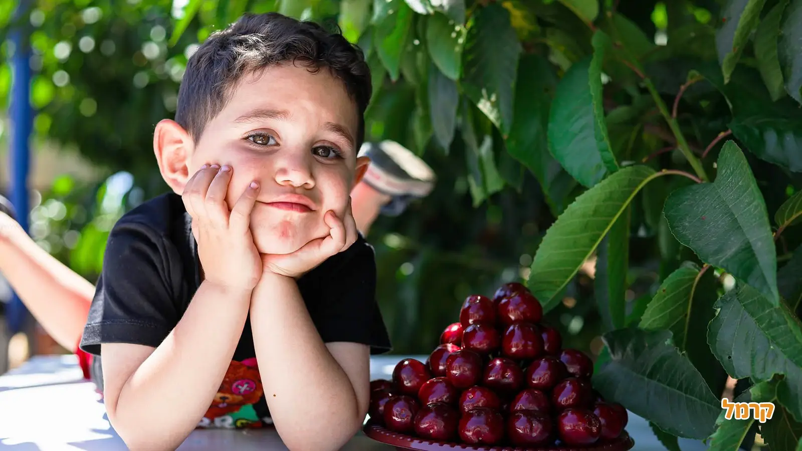 אוהבים דובדבנים? כל מה שרציתם לדעת על הקטיף, ולא שאלתם.