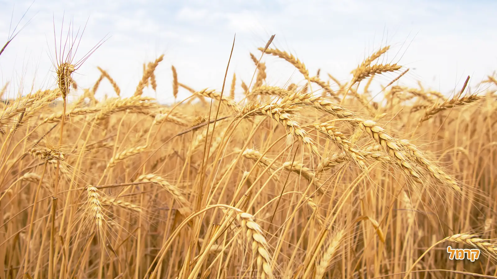 חג שבועות 2025 – יוצאים להנות מהטבע ולקטוף מפירות העונה חג שבועות 2025 – יוצאים להנות מהטבע ולקטוף מפירות העונה