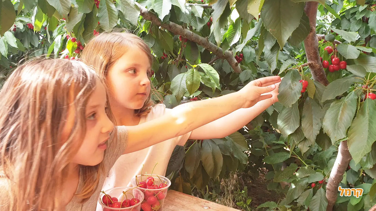 חג שבועות 2025 – יוצאים להנות מהטבע ולקטוף מפירות העונה חג שבועות 2025 – יוצאים להנות מהטבע ולקטוף מפירות העונה