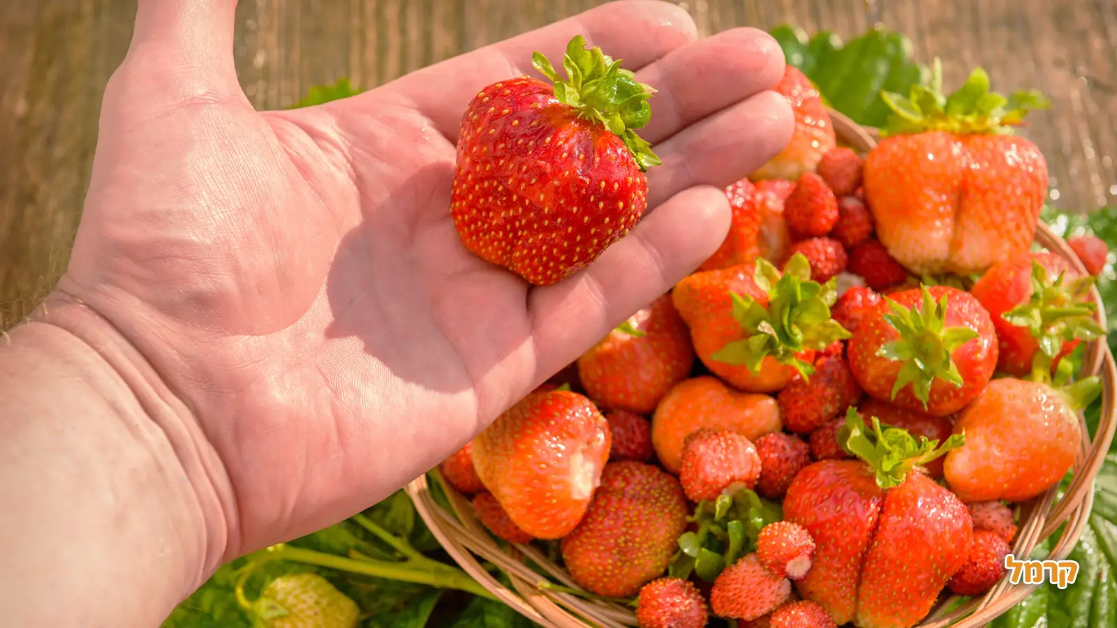 27 בפברואר - יום התות: חגיגת הפרי האדום והמתוק 27 בפברואר - יום התות: חגיגת הפרי האדום והמתוק