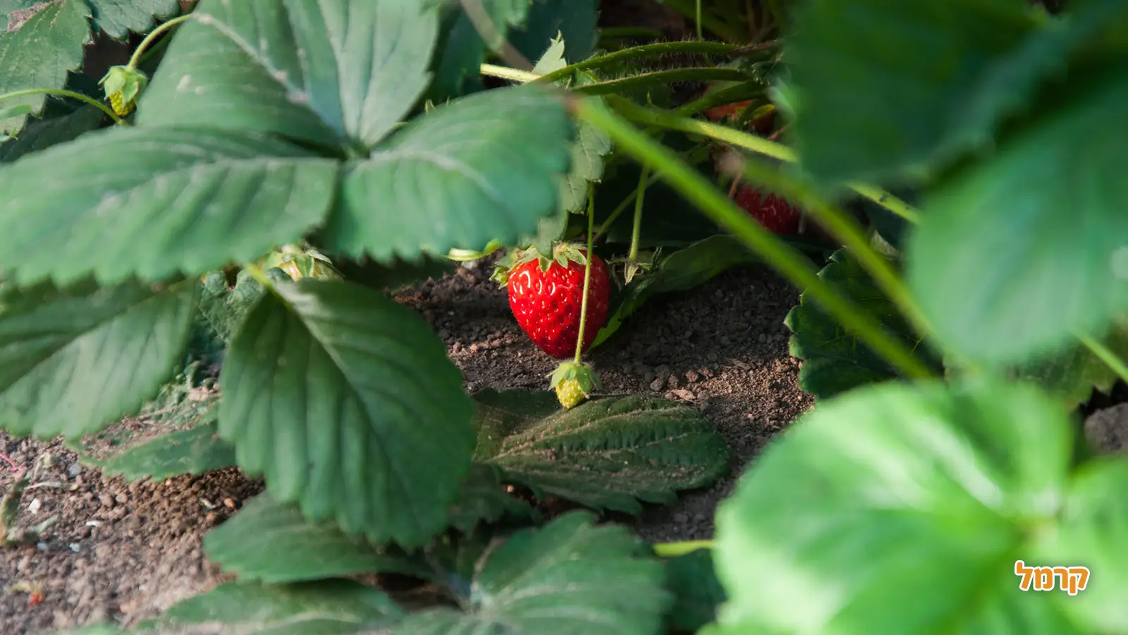 27 בפברואר - יום התות: חגיגת הפרי האדום והמתוק 27 בפברואר - יום התות: חגיגת הפרי האדום והמתוק