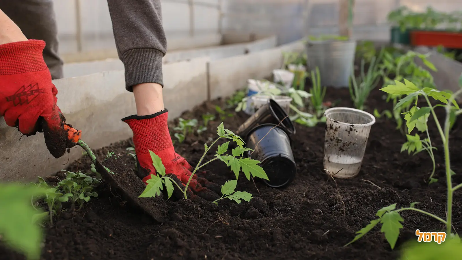 מסלולי טיול למשפחות בט"ו בשבט 2025 מסלולי טיול למשפחות בט"ו בשבט 2025
