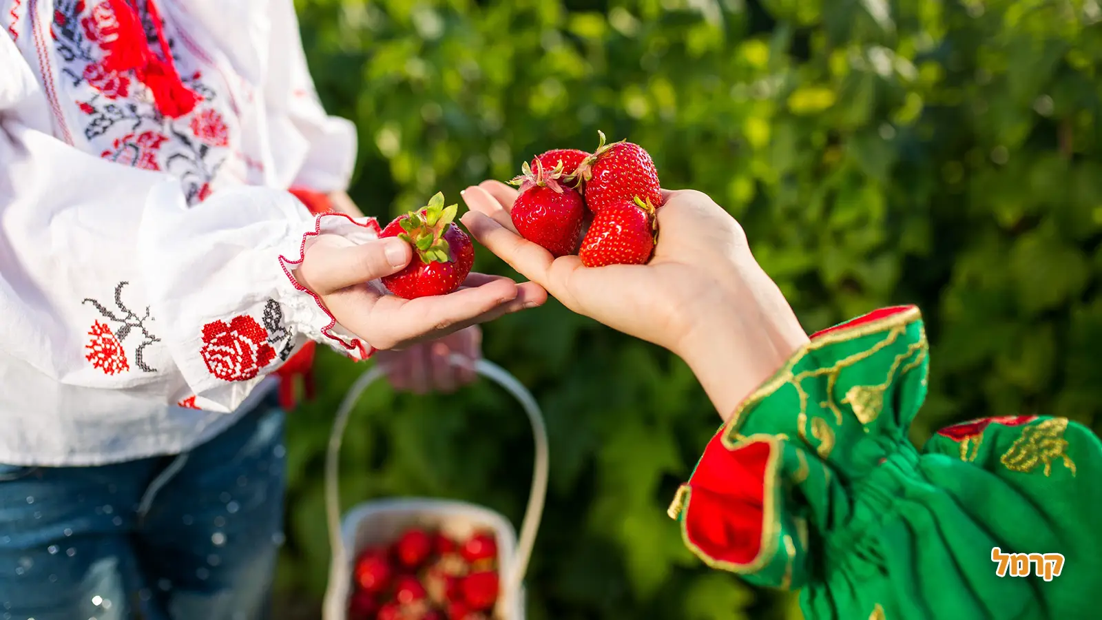 27 בפברואר - יום התות: חגיגת הפרי האדום והמתוק 27 בפברואר - יום התות: חגיגת הפרי האדום והמתוק