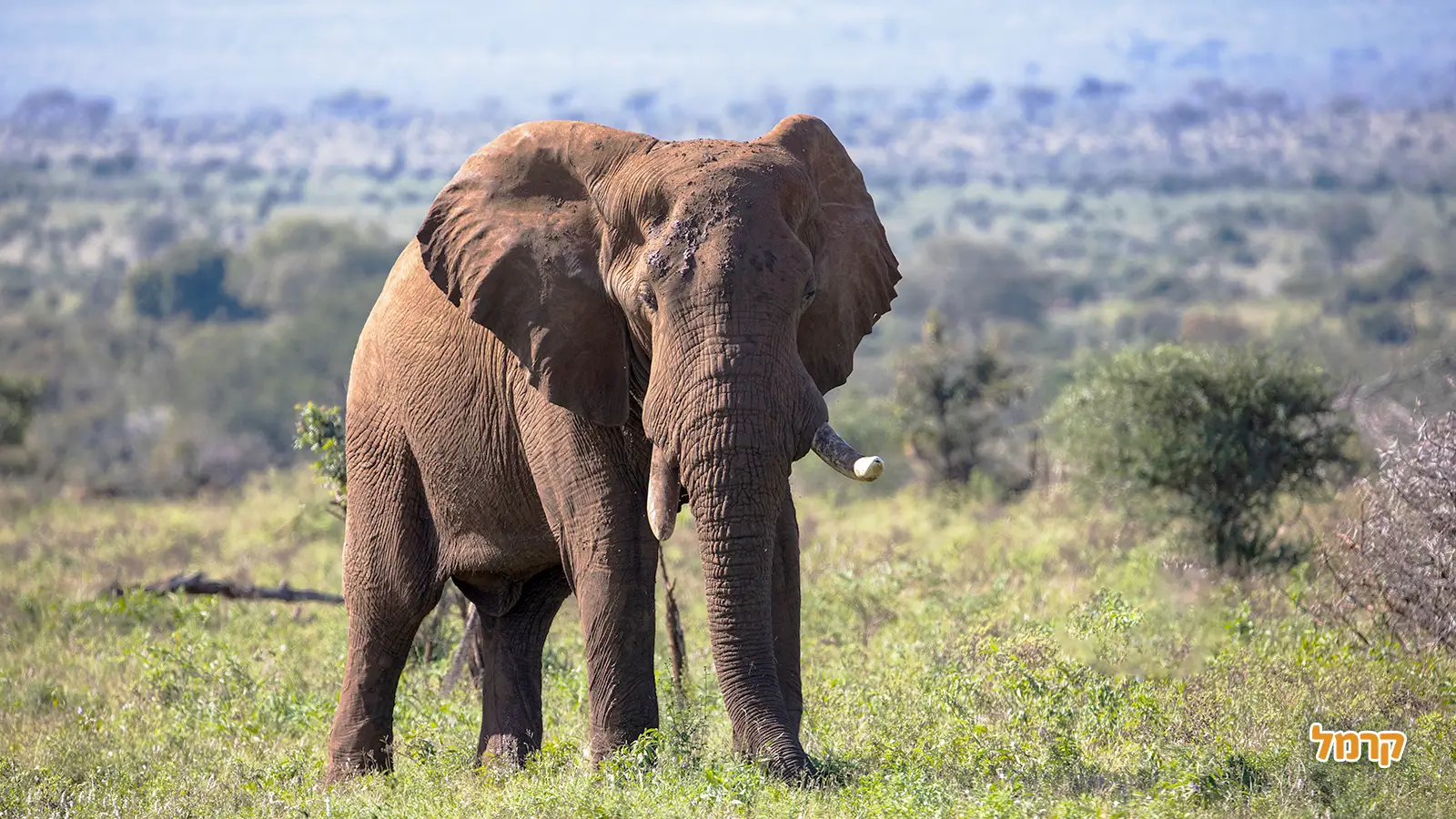 מה עושים ביום שימור חיות הבר הבנלאומי?