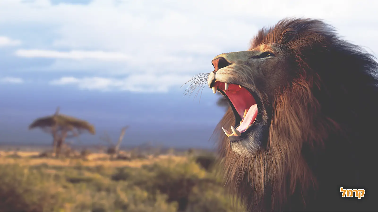 מה עושים ביום שימור חיות הבר הבנלאומי?