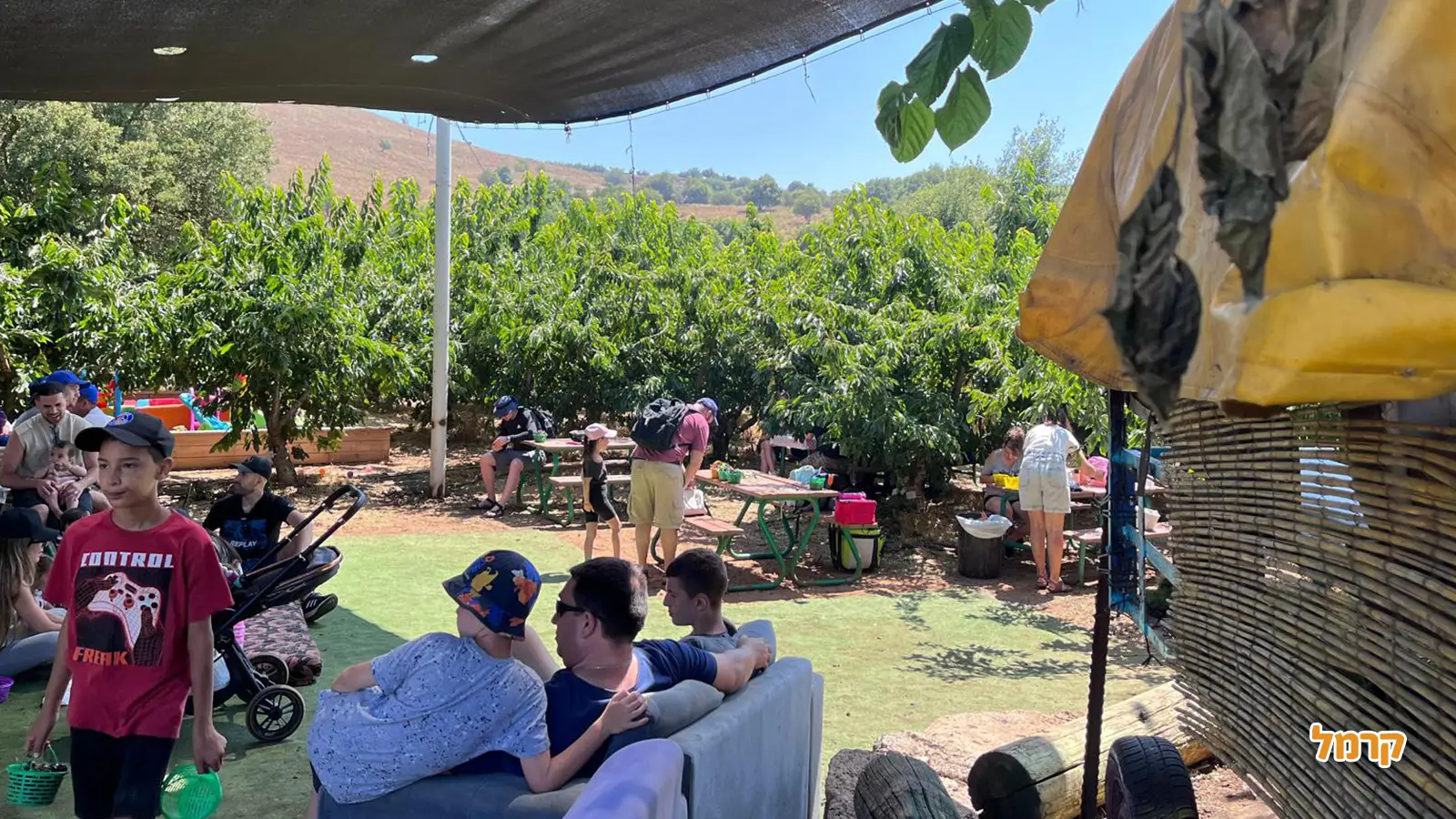 אוהבים דובדבנים? כל מה שרציתם לדעת על הקטיף, ולא שאלתם.