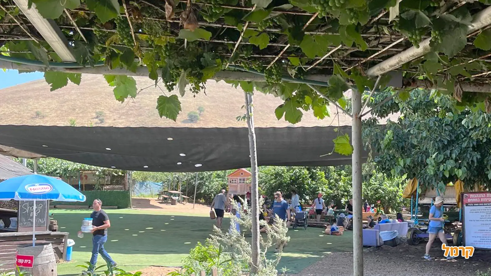 עונת האוכמניות בישראל: מתי, איפה ולמה? עונת האוכמניות בישראל: מתי, איפה ולמה?