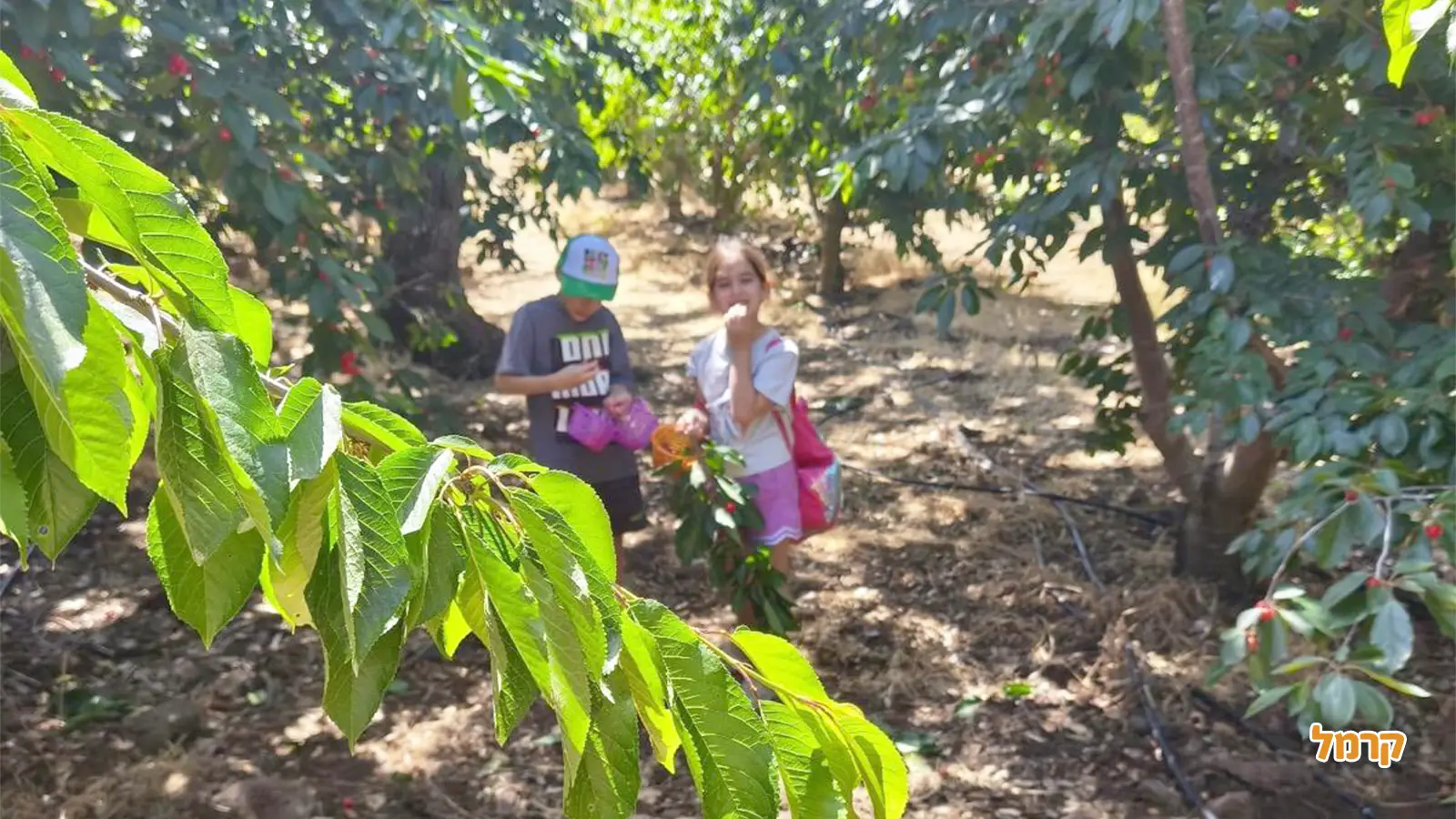 חג שבועות עם הילדים: פעילויות שיהפכו את החג לחוויה משפחתית
