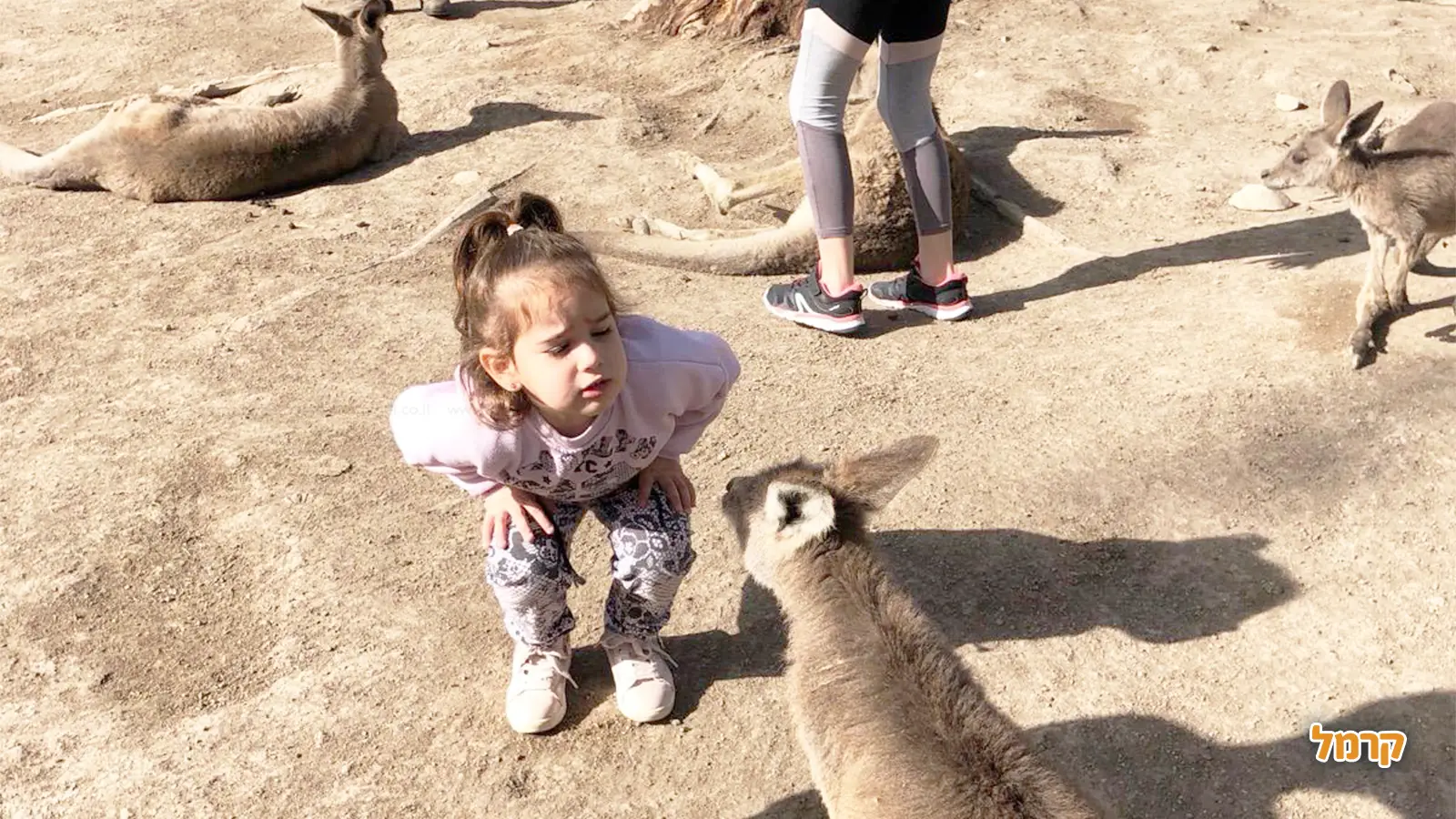 כל התאריכים והמועדים שחשוב להכיר בחודש תשרי 2026