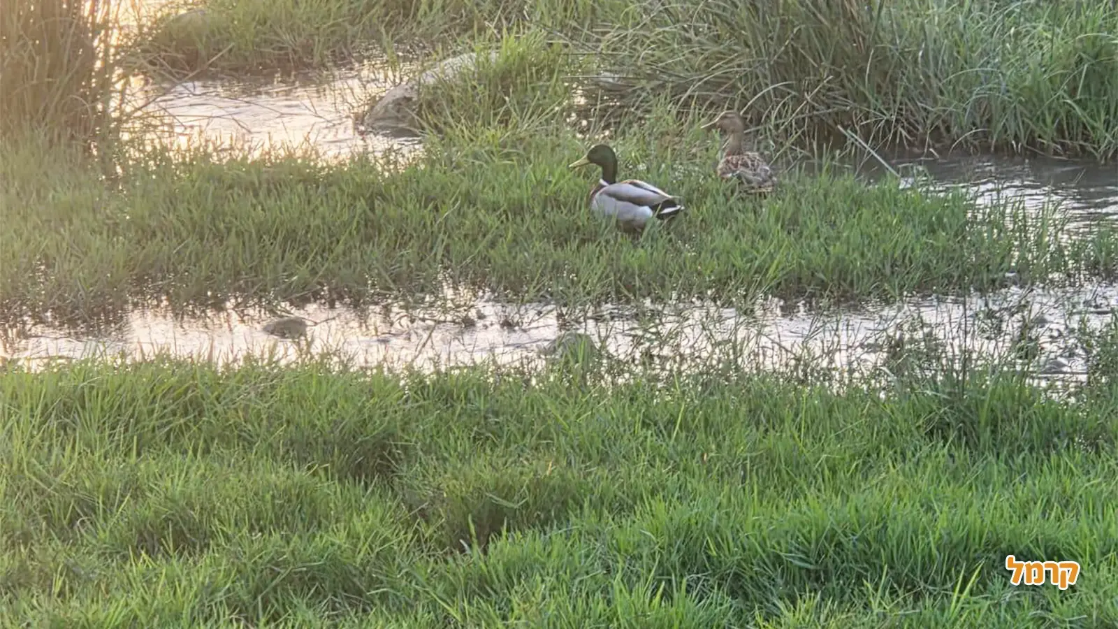 טיולים בשרון