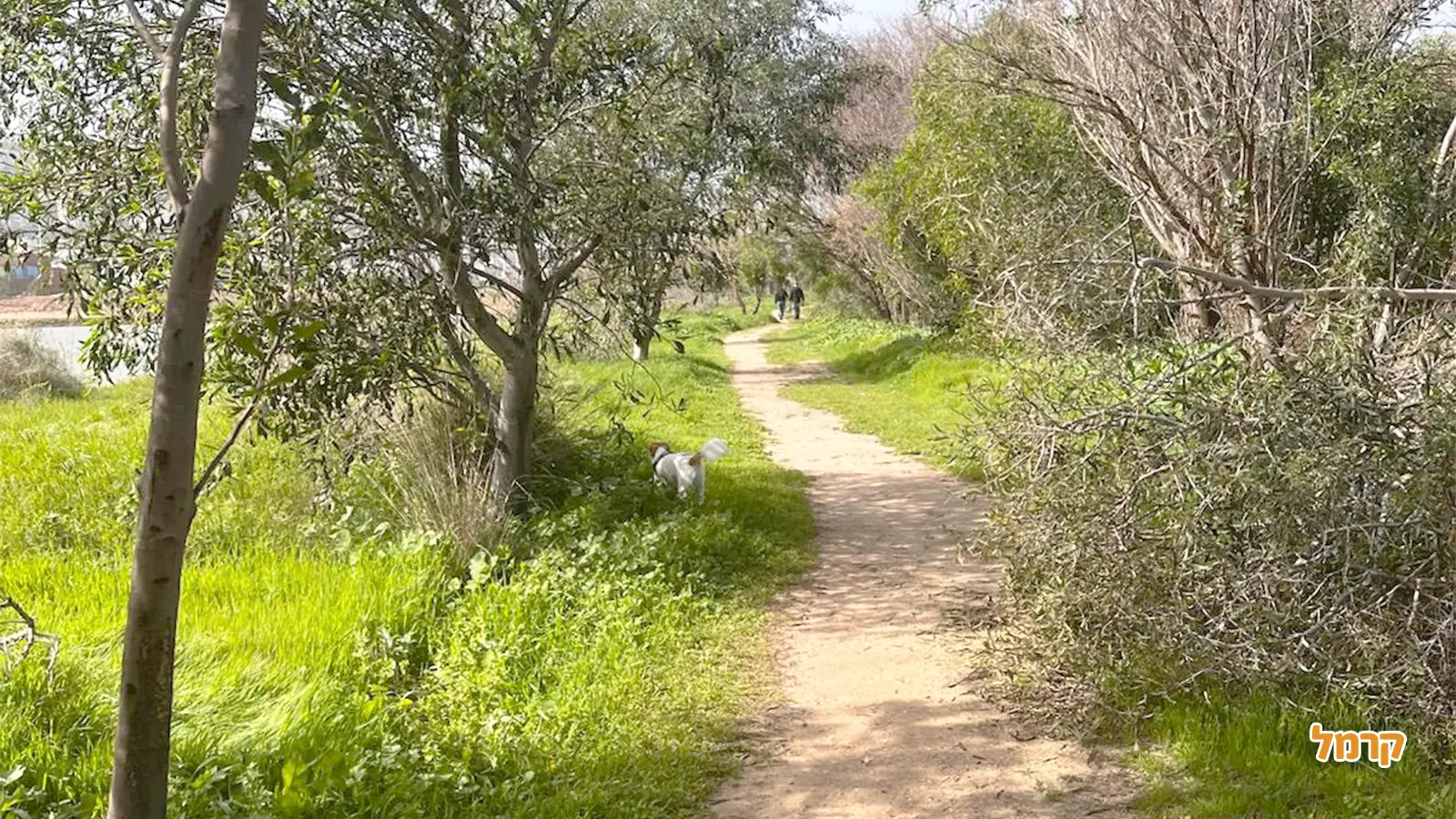 פארקים בצפון