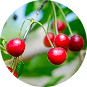 קטיף דובדבנים