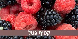 קטיף פטל לחוויה מושלמת לכל המשפחה