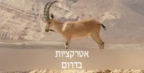 גדי בהרי הדרום