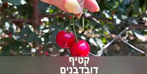 בילוי במתחמי קטיף דובדבנים 2025