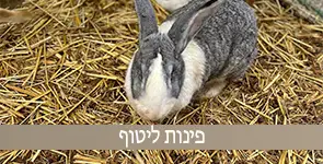 טווס מטייל בפינת חי