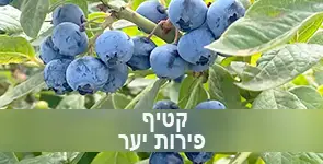 קטיף פירות יער