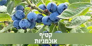 קטיף אוכמניות לא רק טעים אלא גם בריא