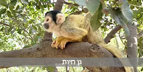 קוף על עץ בגן חיות