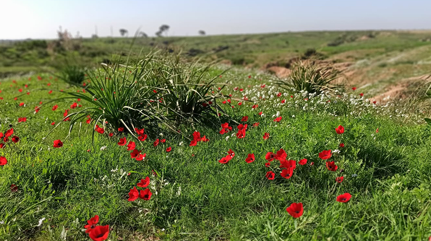 טיולים לשבת טיולים לשבת